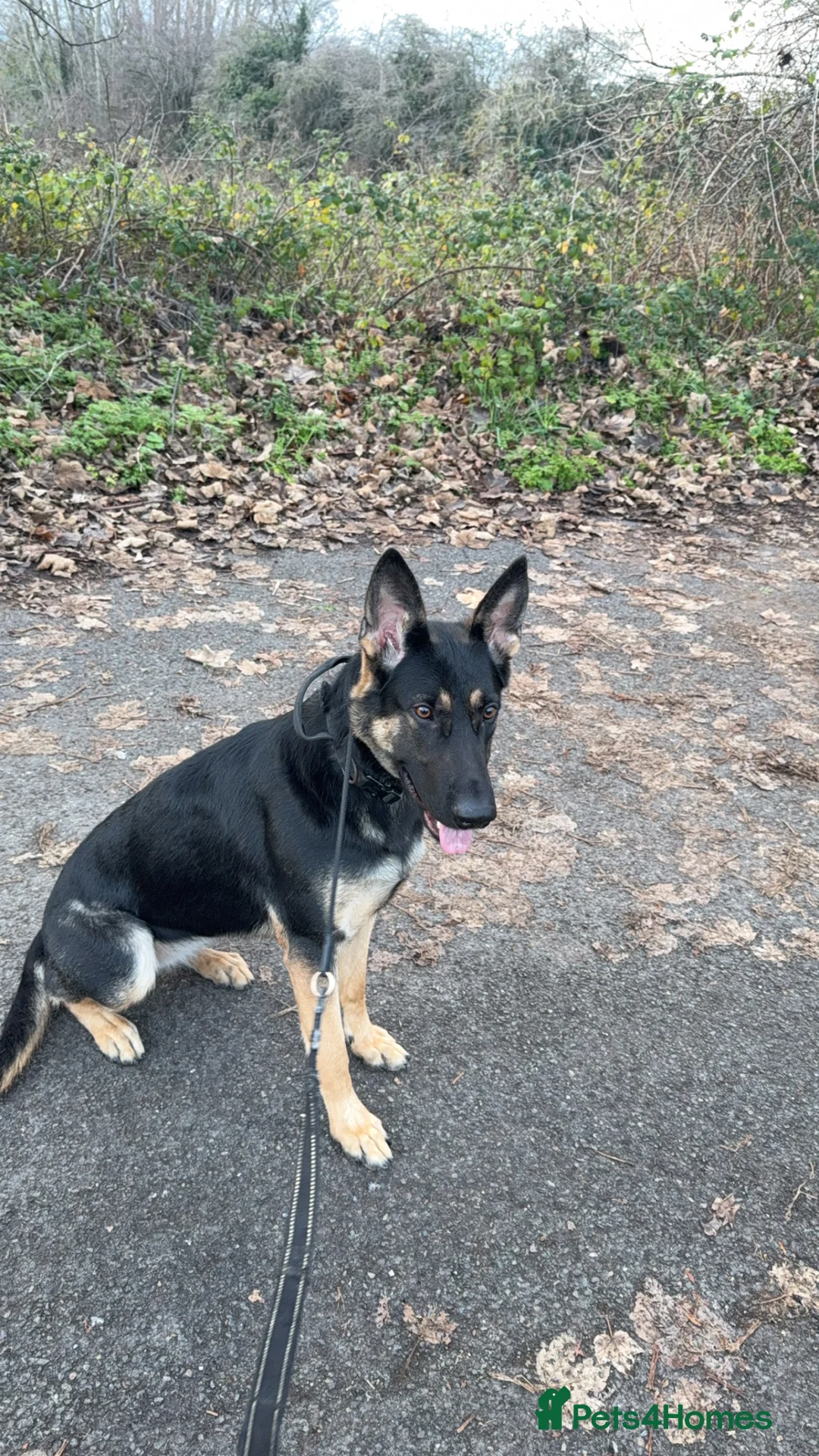 Mixed Breed birds for sale: German Shepherd - Advert 1