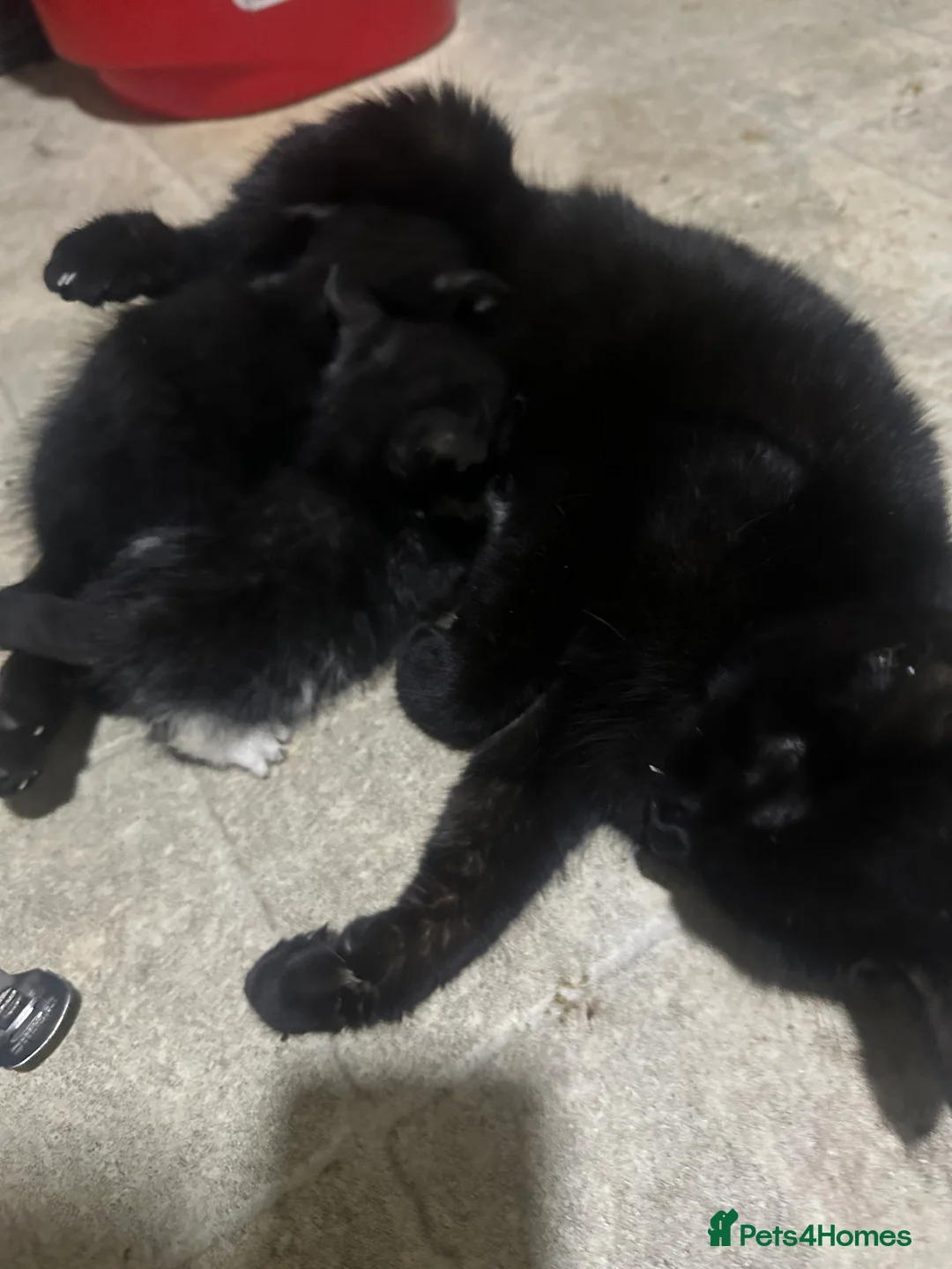 Domestic Shorthair cats for sale: BLACK AND WHITE KITTENS - Advert 2