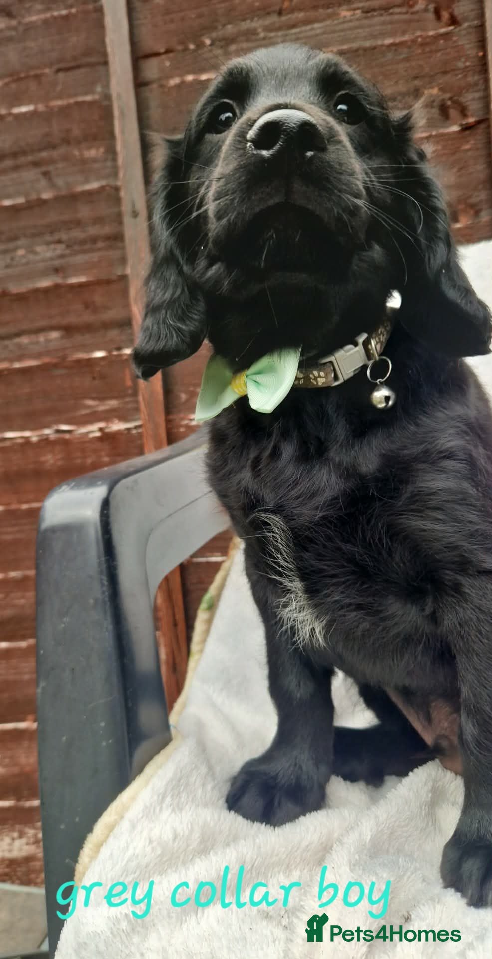 Sprocker dogs  Beautiful Spaniel boys  Ready Now - Advert 2