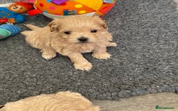 Maltipoo dogs for sale: Beautiful Apricot Maltipoo puppies. - Image 13
