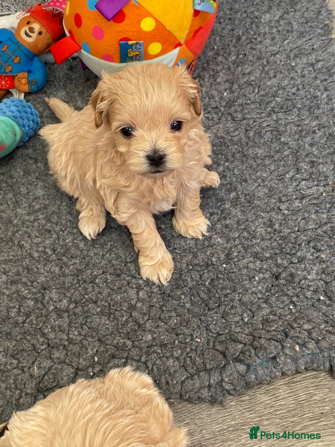 Maltipoo dogs for sale: Beautiful Apricot Maltipoo puppies. - Image 13