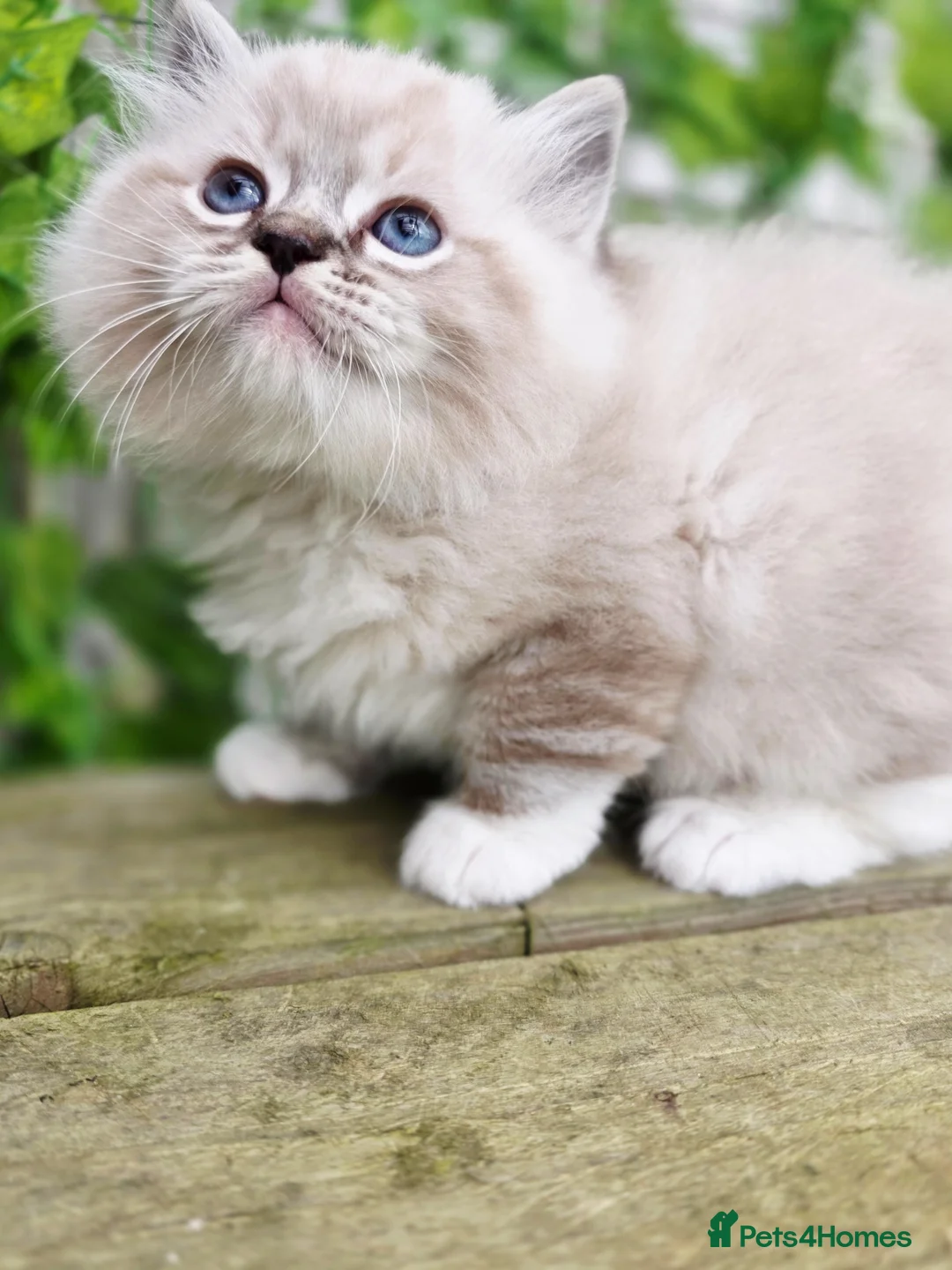 Ragdoll cats for sale: 5 amazing European babies.  Tica registered  - Advert 19