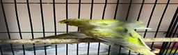 Budgerigars birds for sale: Young pair  hogo budgies 7 month  - Advert 3