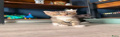 Tabby