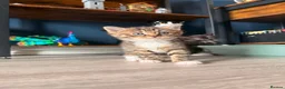 Mixed Breed cats for sale: 4 Beautiful kittens looking for their forever home - Advert 3