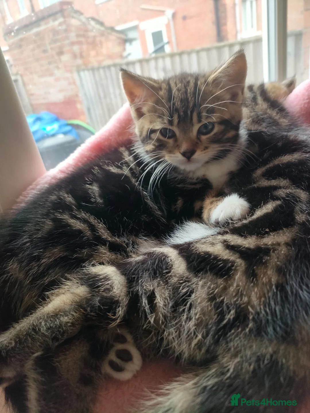 Mixed Breed cats for sale: Kittens for sale  in Chester-le-Street - Advert 14
