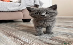 British Shorthair cats for sale: British shorthair male  - Image 6