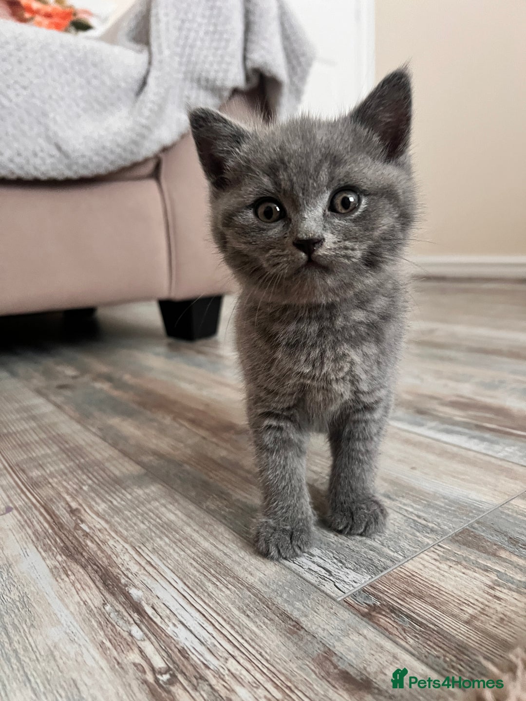British Shorthair cats for sale: British shorthair male  - Image 6