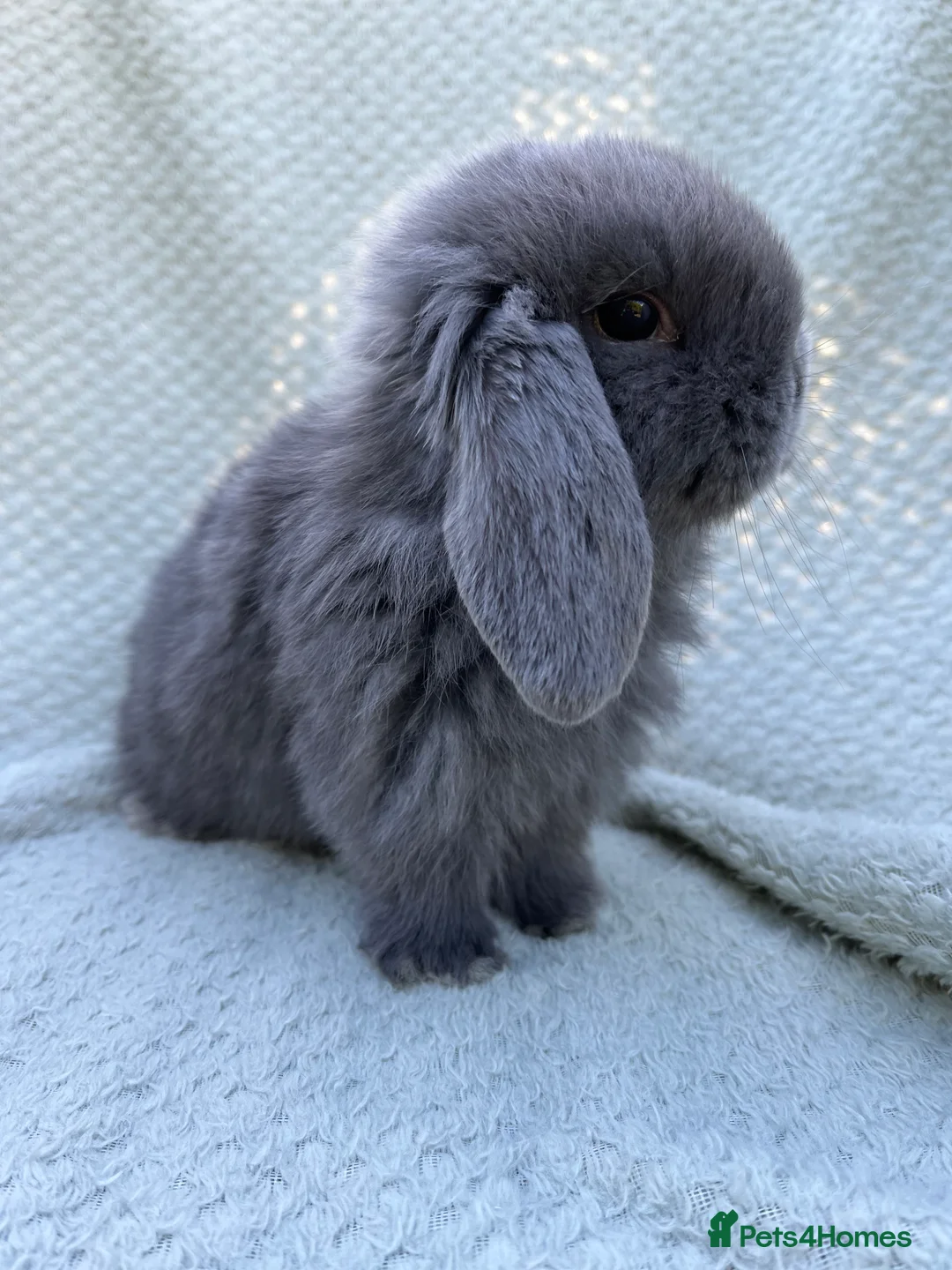 Mini Lop rabbits for sale: Mini lop kits  - Advert 4