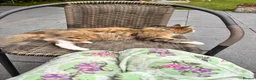 Maine Coon cats for sale: 1 year old MaineCoon Female + stuff in Birmingham - Advert 2