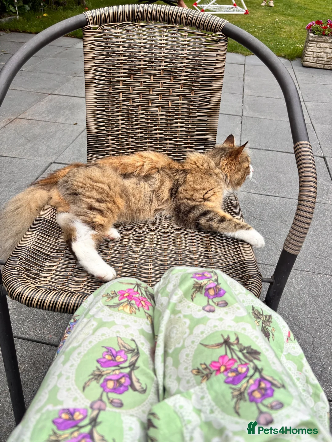 Maine Coon cats for sale: 1 year old MaineCoon Female + stuff in Birmingham - Advert 2