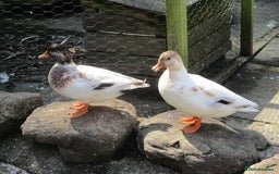 Ducks poultry for sale: A Pair of Chocolate Silver Call Ducks - Image 2