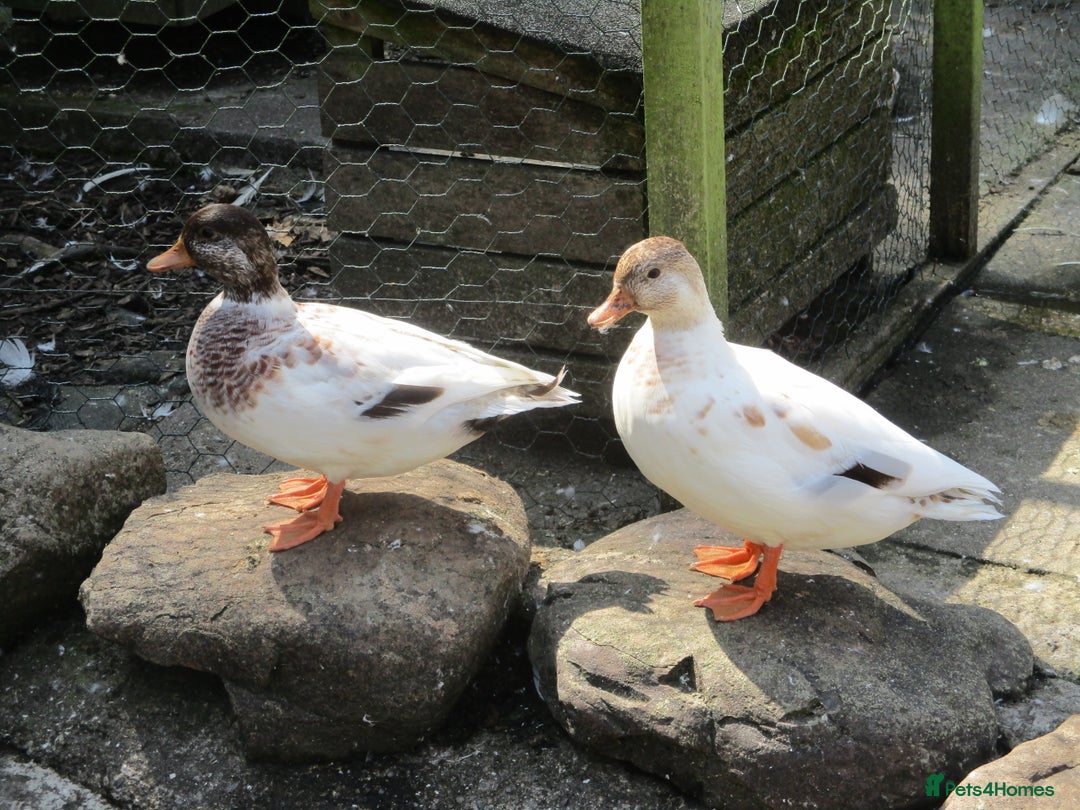 Ducks poultry for sale: A Pair of Chocolate Silver Call Ducks - Image 2