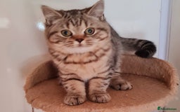 British Shorthair cats for sale: Beautiful British shorthaired kittens  - Image 5