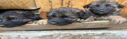 German Shepherd dogs for sale: German Shepherd puppies  - Advert 2