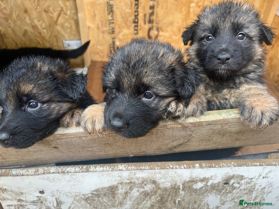 German Shepherd dogs for sale: German Shepherd puppies  - Advert 2