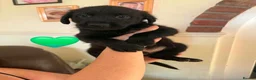 Sheprador dogs for sale: German Shepherd x Labrador pups - Advert 12