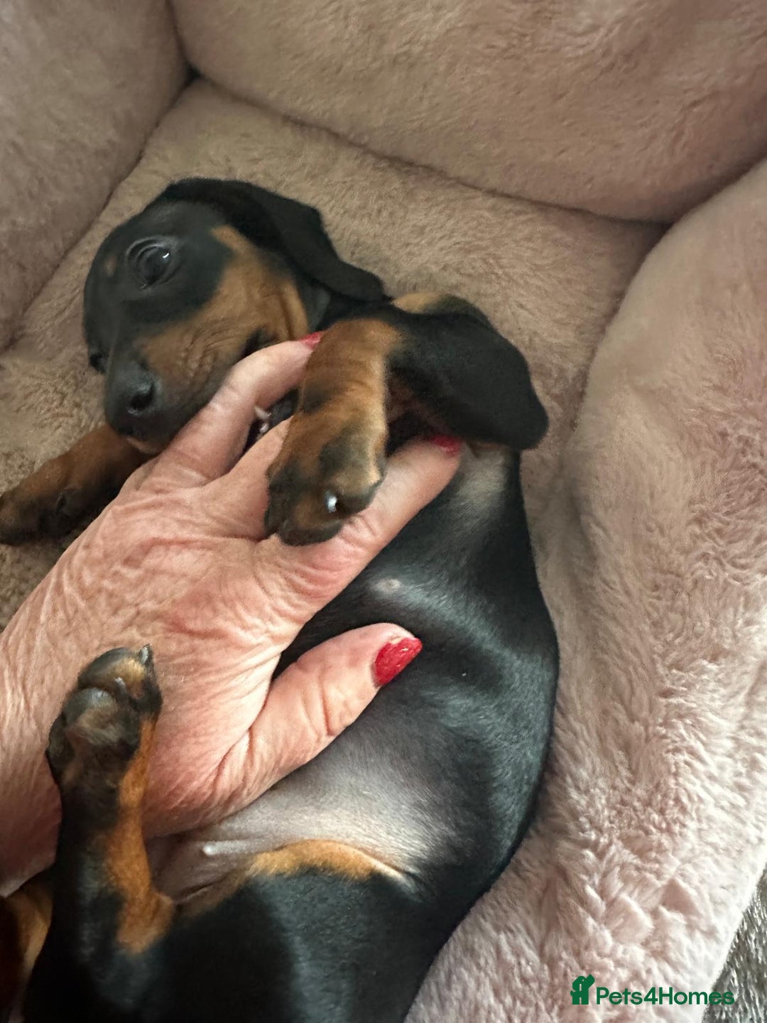 Dachshund dogs for sale: 1 beautiful  girl dachshund puppy available  - Advert 7