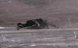 Python Snake reptiles for sale: Spiders and tarantulas - Advert 4