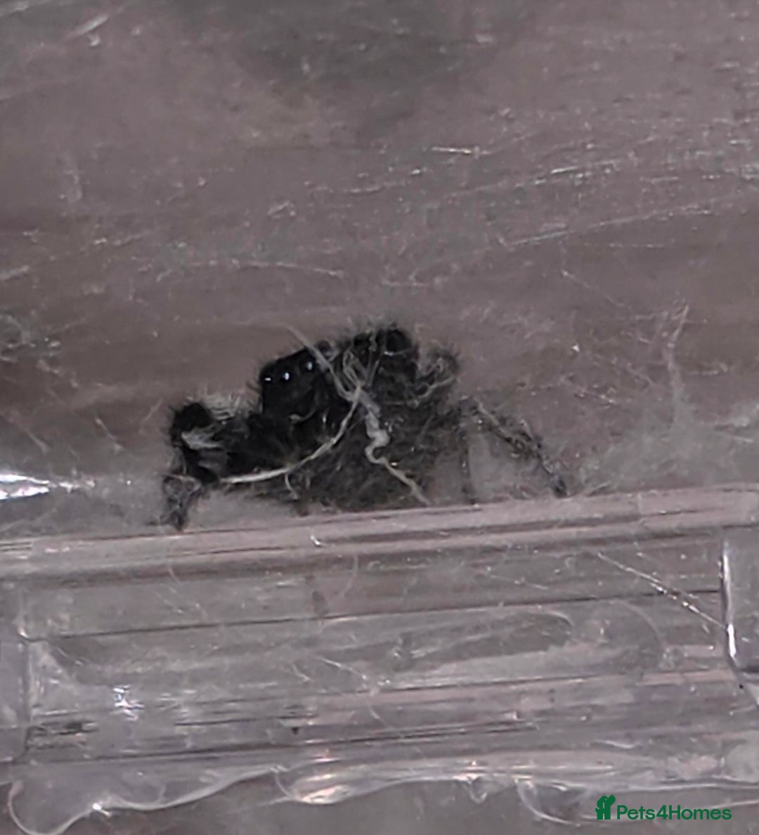 Python Snake reptiles for sale: Spiders and tarantulas - Advert 4