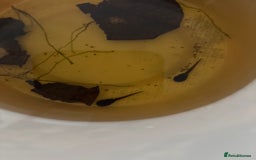 Frog reptiles for sale: D. tinctorius Powder Blue Dart Frog tadpoles - Image 1