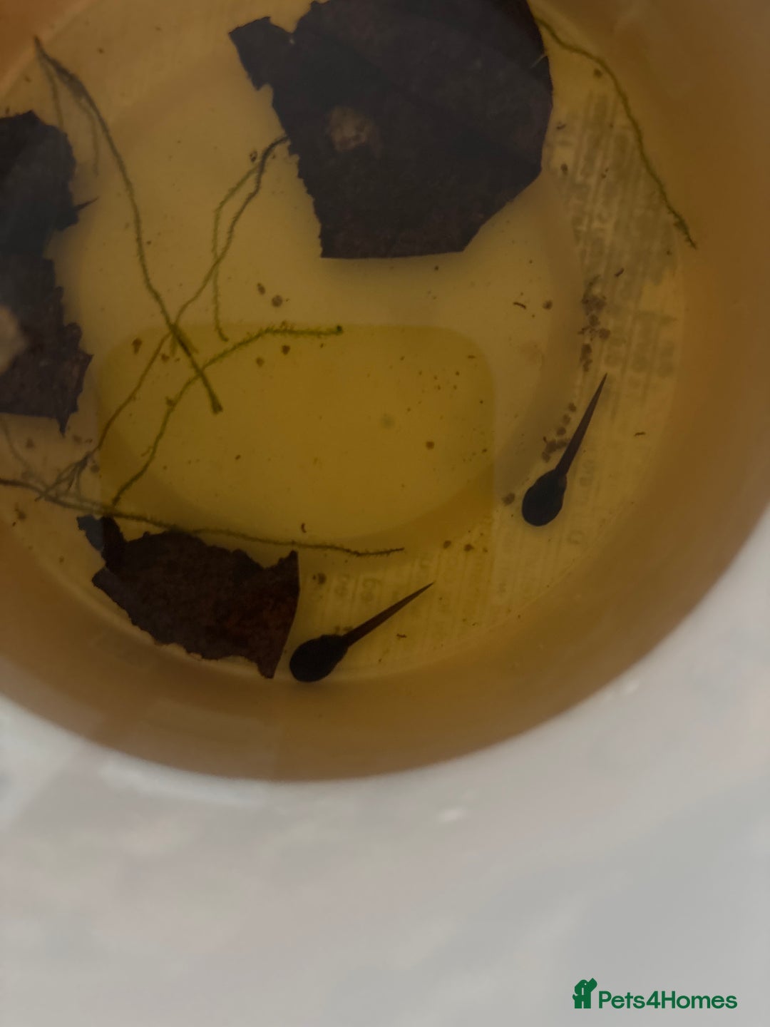 Frog reptiles for sale: D. tinctorius Powder Blue Dart Frog tadpoles - Image 1