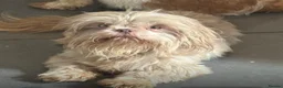Shih Tzu dogs for sale: Kennel Club Registered Health Tested Puppies  - Advert 4