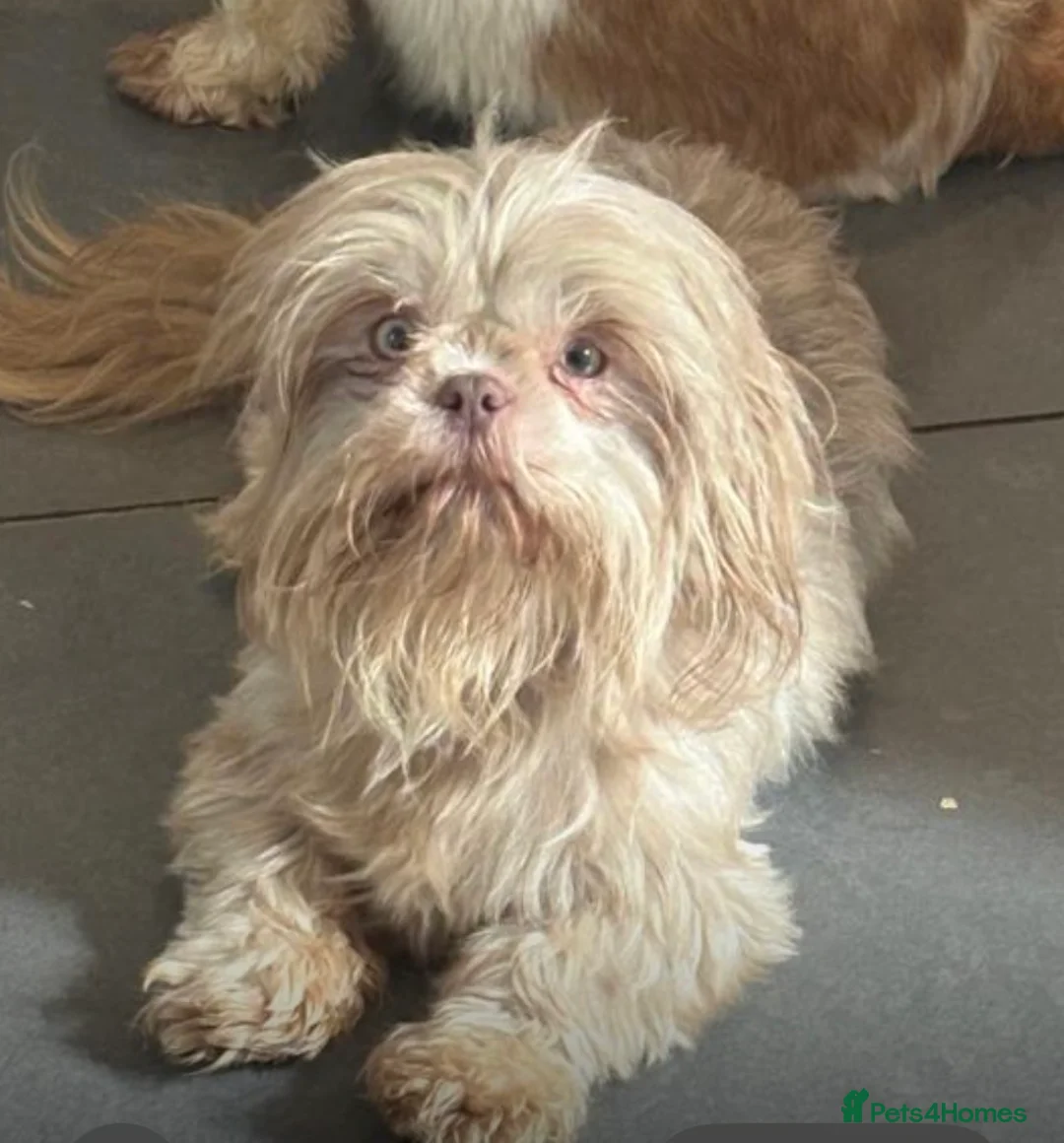 Shih Tzu dogs for sale: Kennel Club Registered Health Tested Puppies  - Advert 4