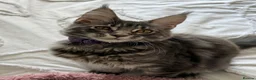 Maine Coon cats for sale: ACTIVE GCCF MAINE COON KITTENS 🐾❤️ - Advert 12