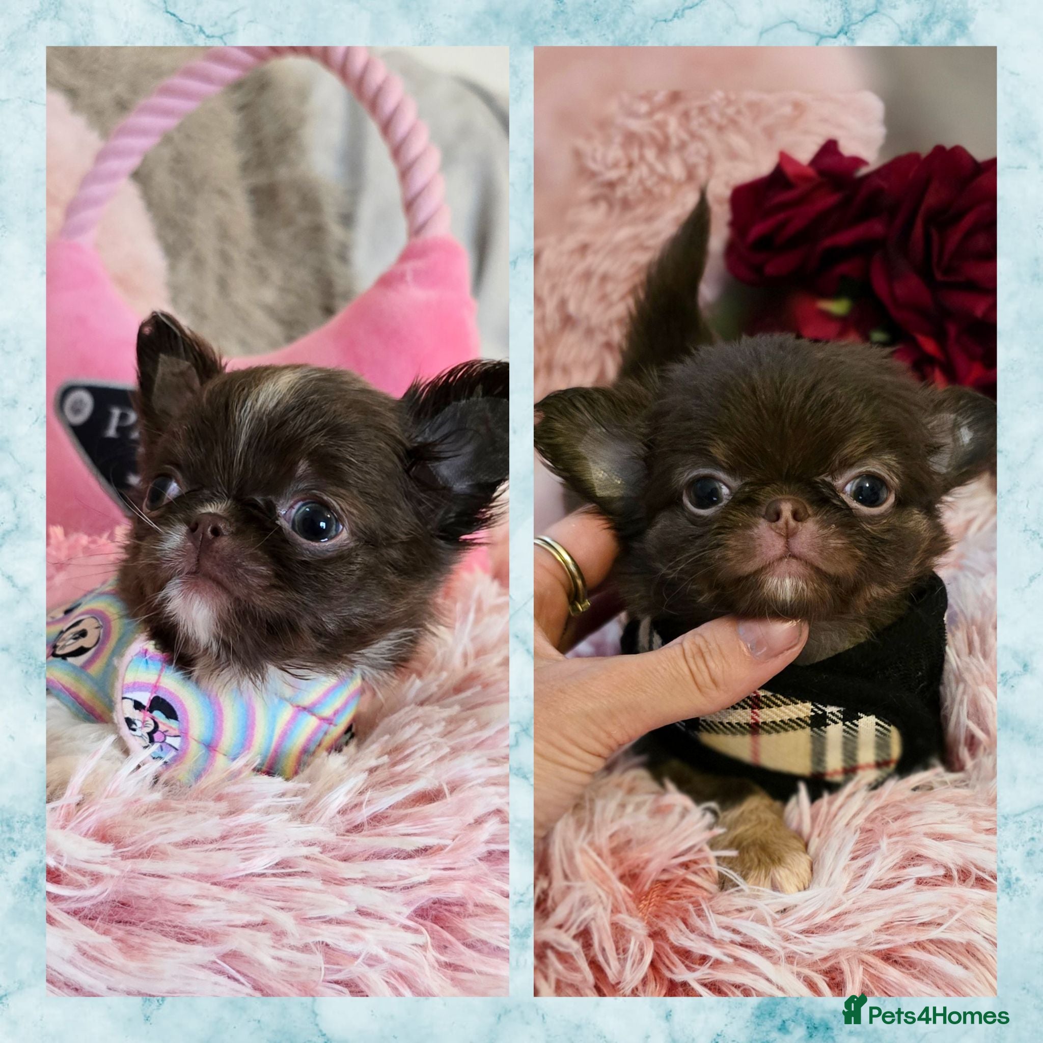 Chihuahua dogs Xx quality chocolate longcoat chihuahua puppies Xx - Advert 1