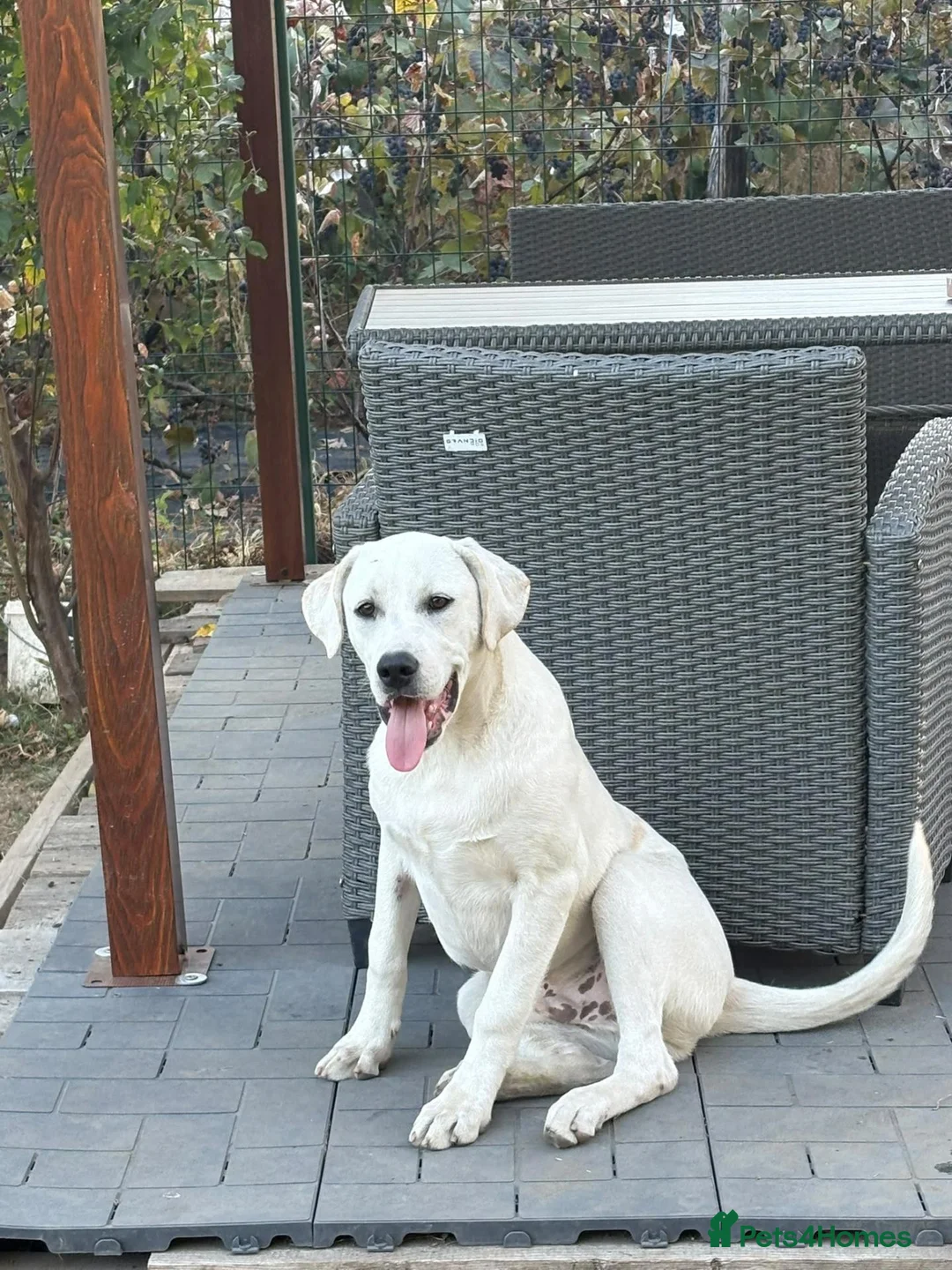 Mixed Breed dogs for adoption: 🤍 PAUL – Big Paws, Big Smile, Even Bigger Heart❤️ - Advert 2