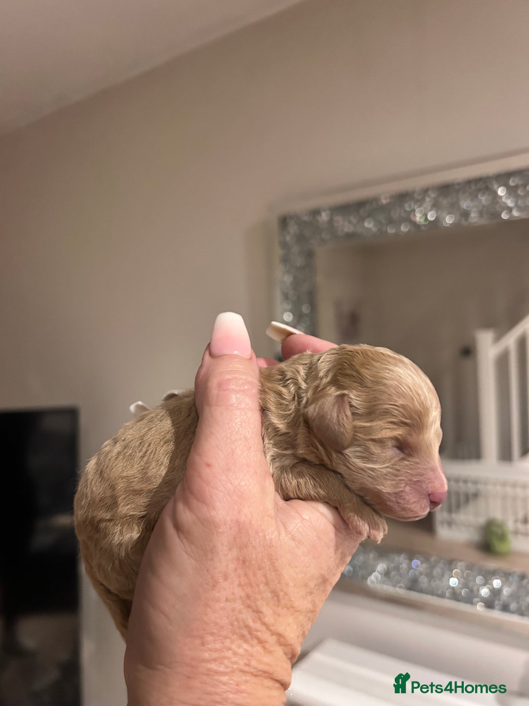 Maltipoo dogs for sale: Red teeny tiny maltipoo puppy - Advert 7