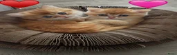 British Longhair cats for sale: Chocolate-Golden British BLH and BSH kittens  - Advert 26