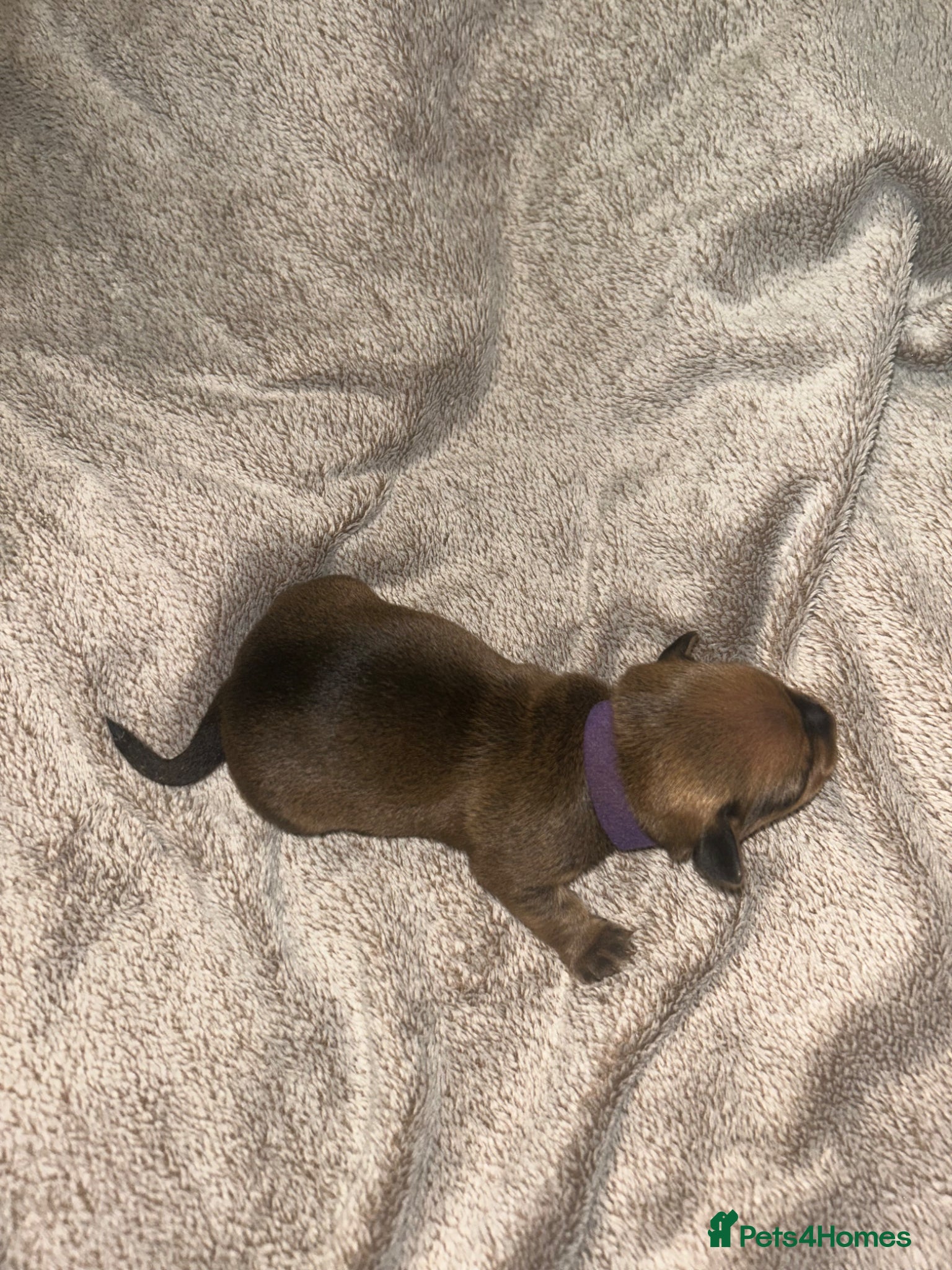 Chiweenie dogs Chiweenie puppies for sale   - Advert 1