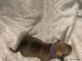 Chiweenie dogs Chiweenie puppies for sale - Advert 2