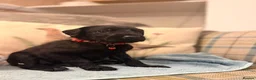 Great Danoodle dogs for sale: Extremely rare greatdoodles ready now  - Advert 16