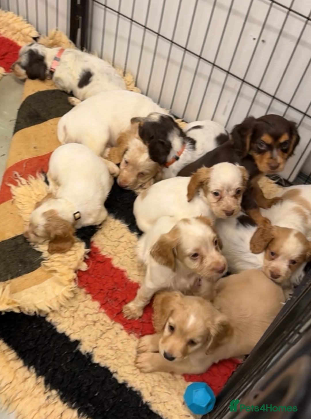 Cocker Spaniel dogs for sale: Working cocker spainel puppies  - Advert 4