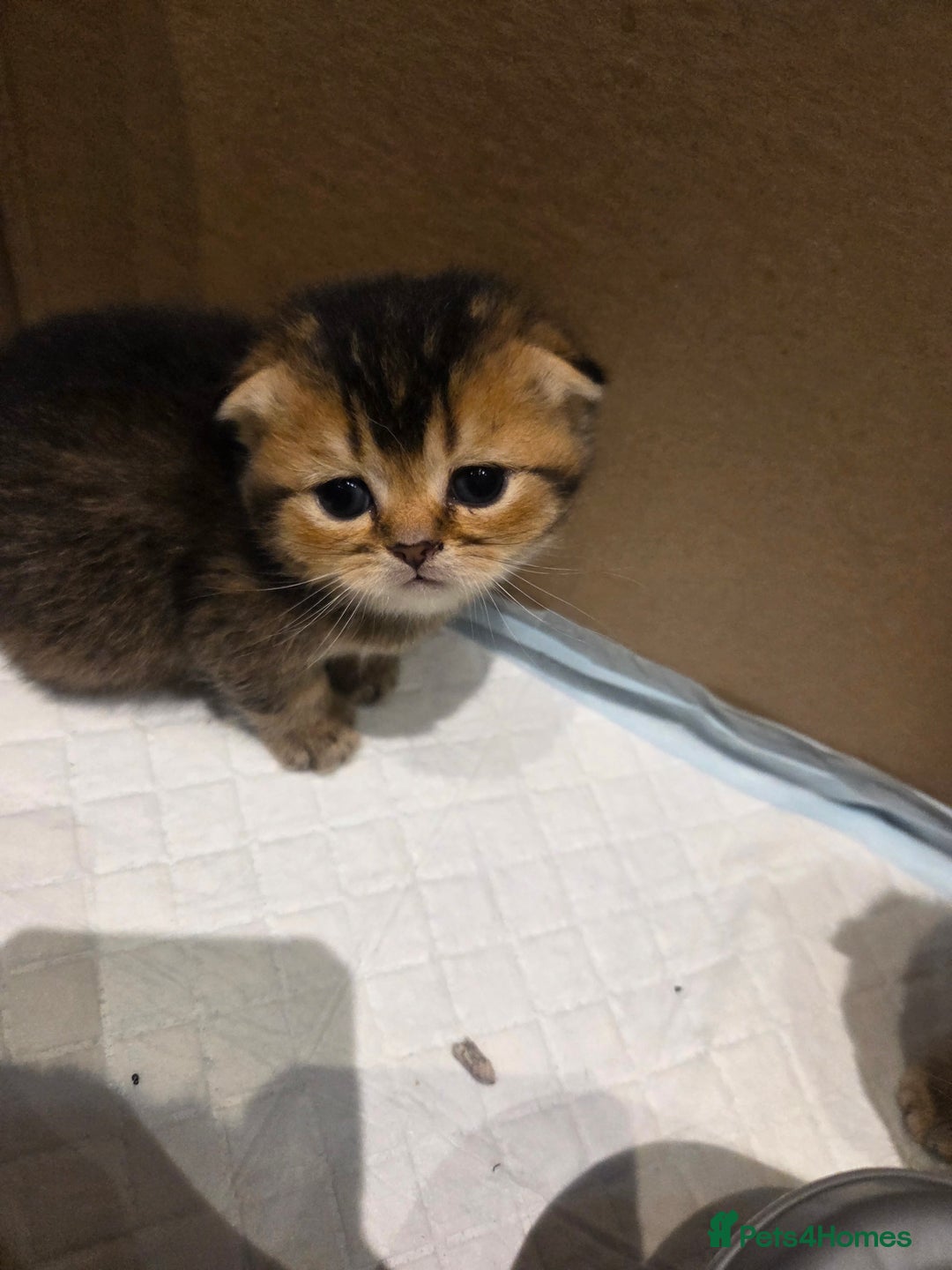 Scottish Fold cats for sale: Scottish Fold Kittens - Image 8