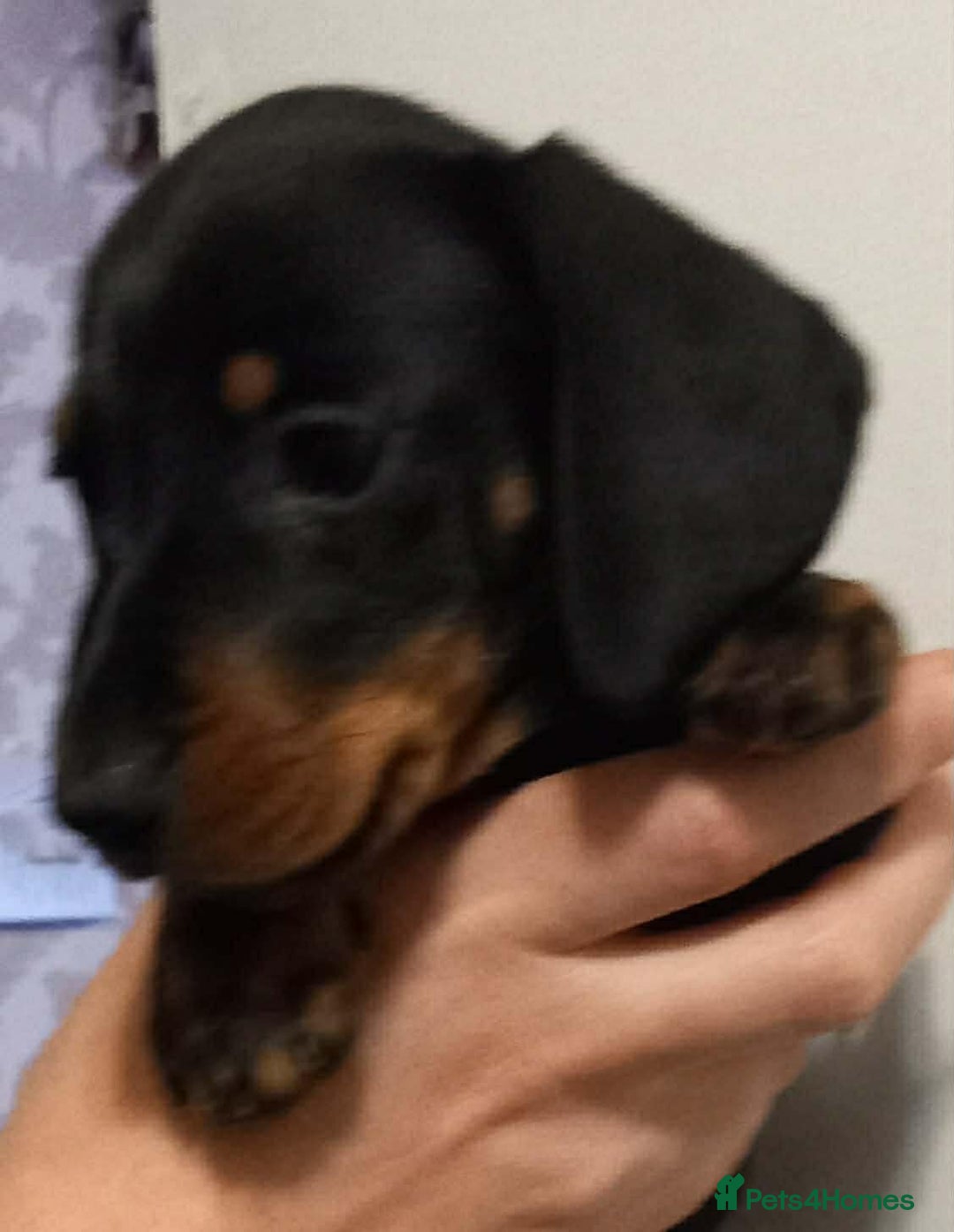 Dachshund dogs for sale: Dashound  - Advert 2