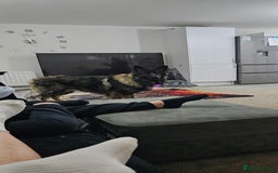 German Shepherd dogs for sale: ACE AND LUNA - Image 4