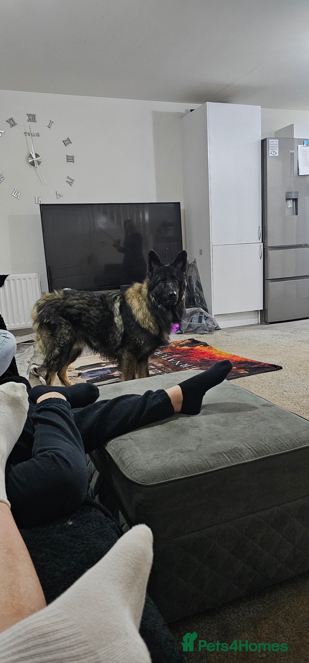 German Shepherd dogs for sale: ACE AND LUNA - Image 4