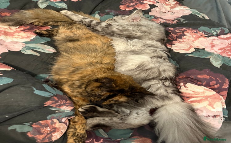 Mixed Breed cats - Advert 1