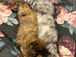 Mixed Breed cats - Advert 16