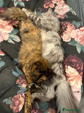 Mixed Breed cats - Advert 16