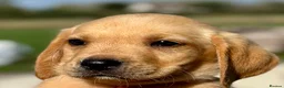 Labrador Retriever dogs for sale: RKC REG’D GOLDEN YELLOW BEAUTIFUL LAB PUPS - Advert 26
