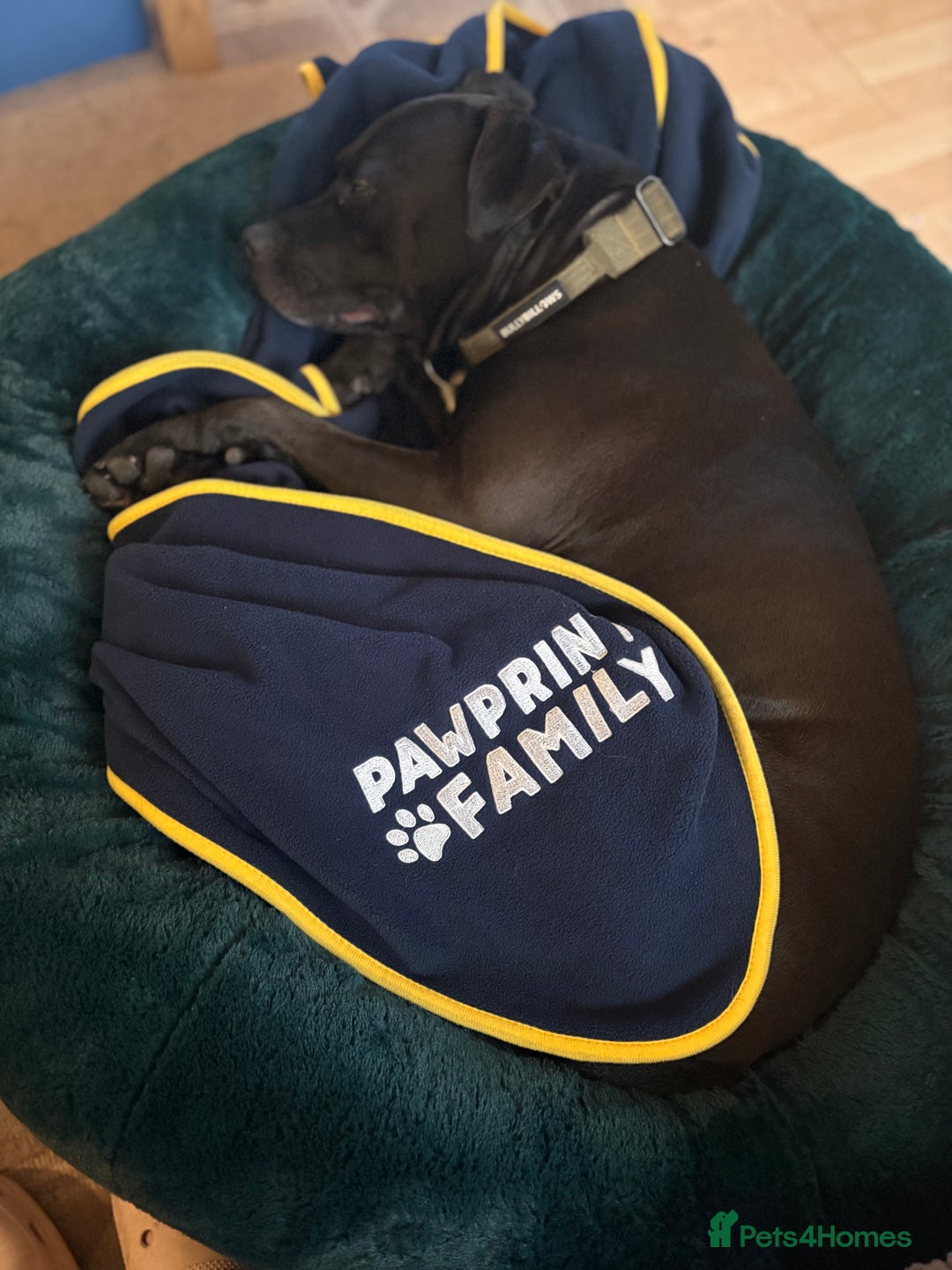 American Bulldog dogs for sale: American Bulldog - Image 2