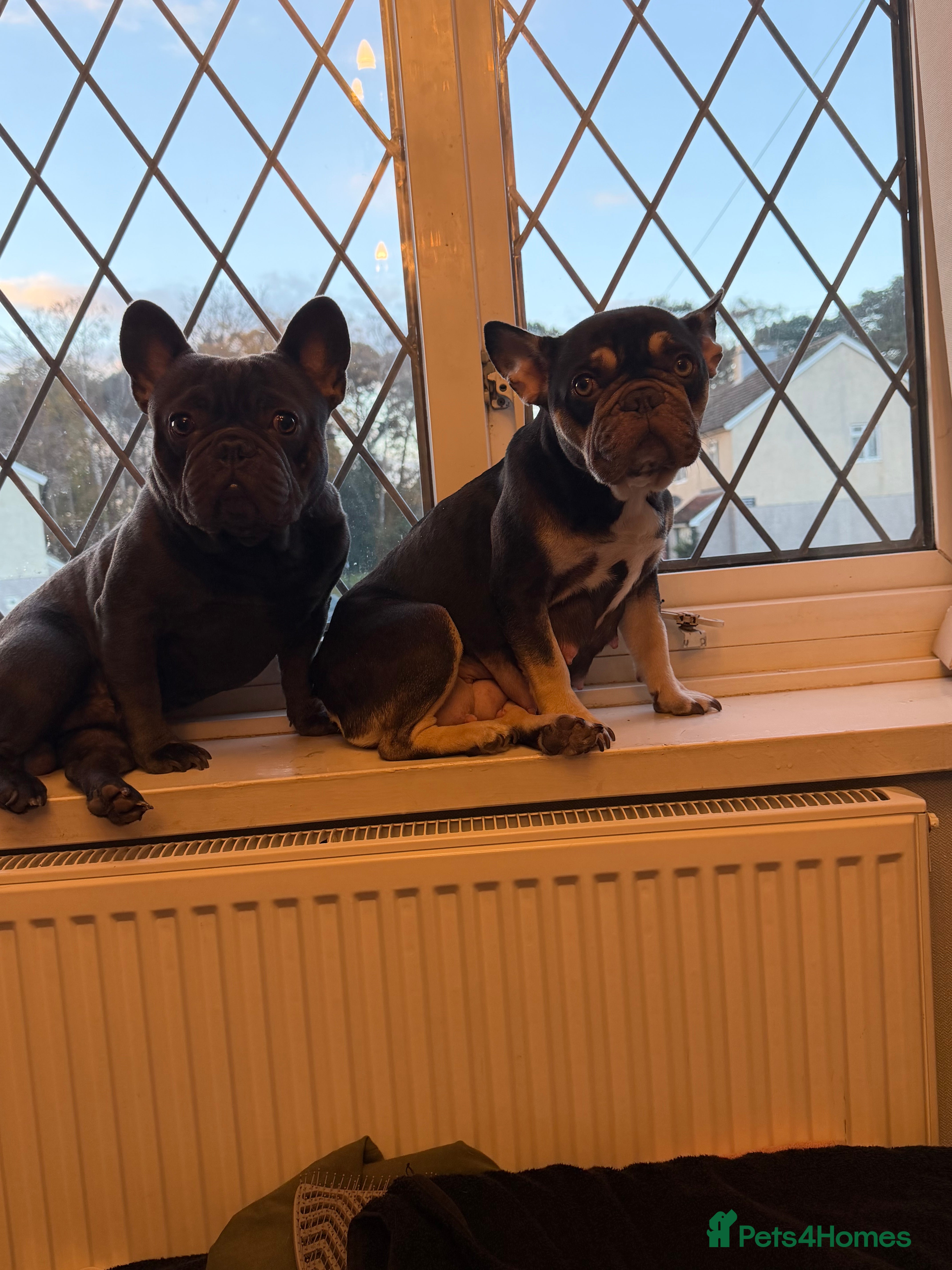 French Bulldog dogs French bulldog puppies  - Advert 5