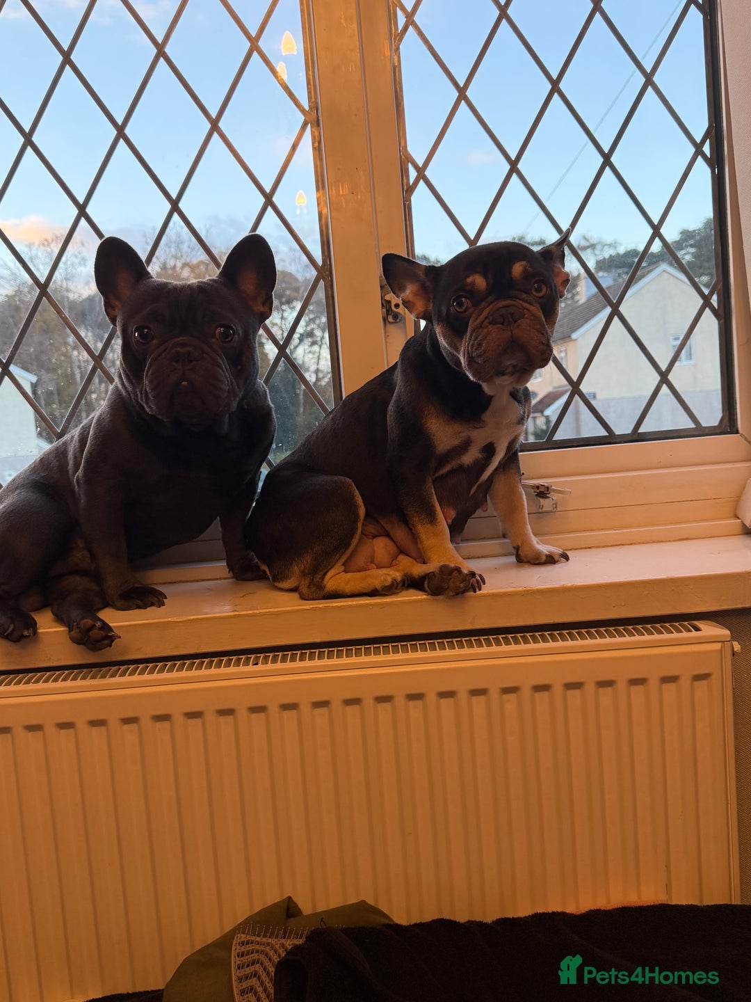 French Bulldog dogs for sale: French bulldog puppies  - Advert 1