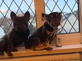 French Bulldog dogs French bulldog puppies - Advert 19