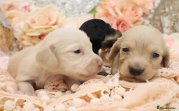 Miniature Dachshund dogs for sale: KC Longhair Miniature Dachshund Puppies - Image 12